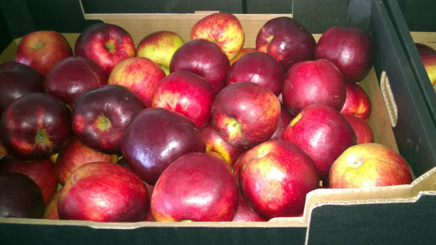 Exportator de fructe poloneze de mere, pere, prune, cireșe, en-gros de Polonia 01